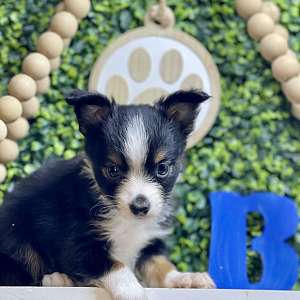 Mini Aussie