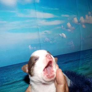 Tiny Teacup Apple Head Chihuahuas