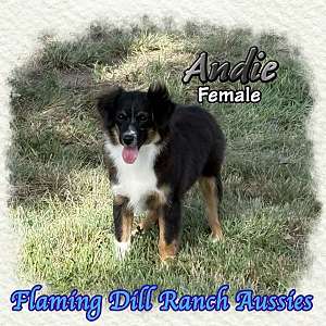 Andie ~ Mini Black Tri Female Aussie