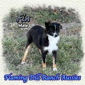 Fin ~ Toy Black Tri Male Aussie