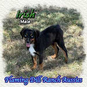 Irish ~ Toy Black Tri Male Aussie
