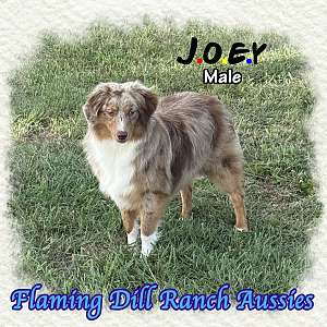 Joey - Small Mini Red Merle Aussie Male