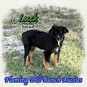 Luck ~ Toy Black Tri Male Aussie