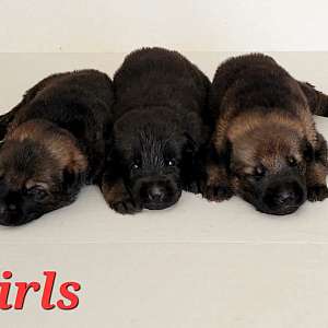 Working Line German Shepherd Puppies