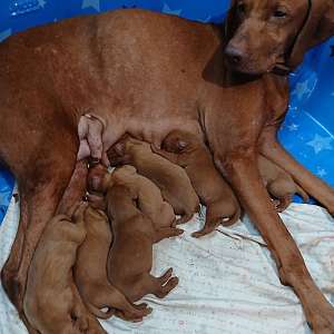 Vizsla AKC puppies