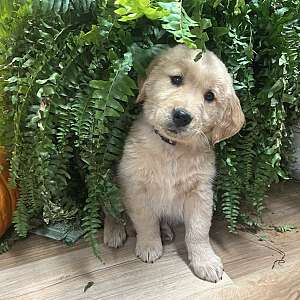 Golden Retriever Pups
