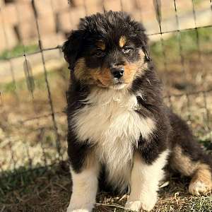 AKC & ASCA Registered Australian Shepherd puppies. Parents health tested.