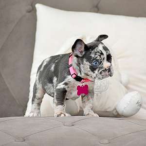 Mini Frenchie Puppies