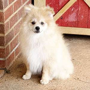 CKC Pomeranian: TIMBER