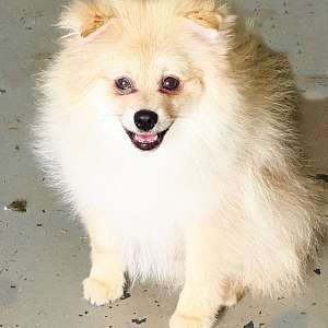 CKC Pomeranian: NASH