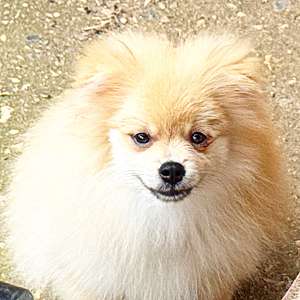 CKC Pomeranian: OLIVER