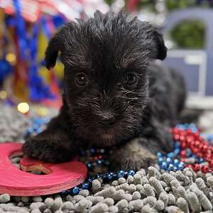 Mini Schnauzer