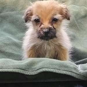 Shorkie Male