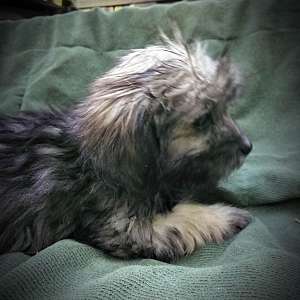 Shorkie Male