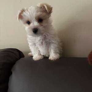 Female Yorkie puppy