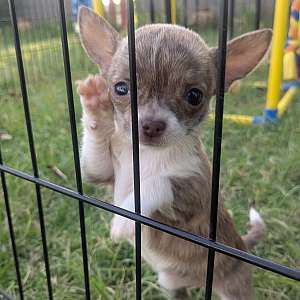 Teacup Chihuahua Puppy Cookie