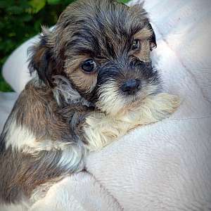 Shorkie Male 5