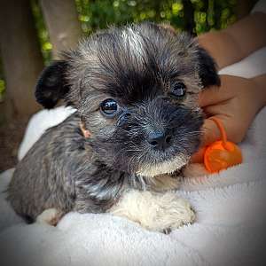 Shorkie Female 7