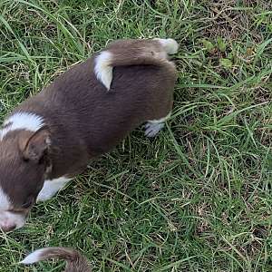 Chihuahua Smooth Coat Male Charlie Brown
