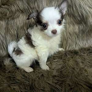 Tiny Long Coat Chihuahua Male Prince