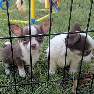 Charlie Brown SC Male Chihuahua