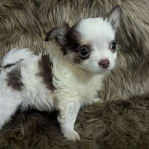Prince LC Chihuahua Male Puppy