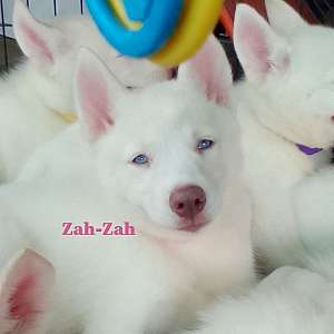Zah.Zah- AKC Purebred Siberian Husky pups - Gonzales, Louisiana
