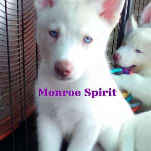 AKC Purebred Siberian Husky pups - Gonzales, Louisiana
