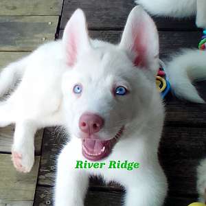 AKC Purebred Siberian Husky pups - Gonzales, Louisiana