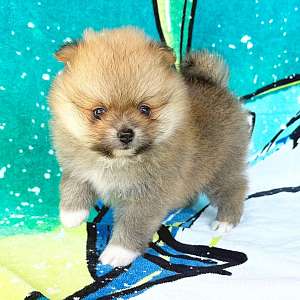 CKC Pomeranian: JESSIE