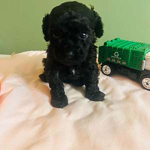 Tiny toy Poodle
