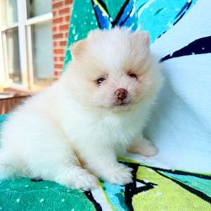 CKC Pomeranian Buzz Lightyear