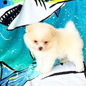 CKC Pomeranian: WOODY