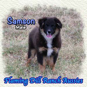 Samson ~ Small Mini Black Tri Aussie Male