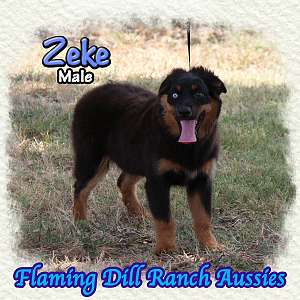 Zeke ~ Mini Black Tri Aussie Male