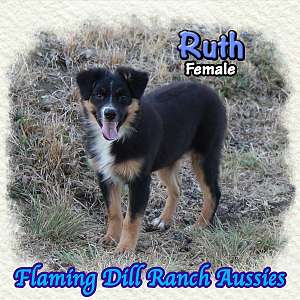 Ruth ~ Mini Black Tri Aussie Female