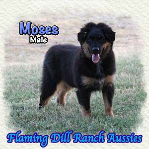 Moses ~ Mini Black Tri Aussie Male
