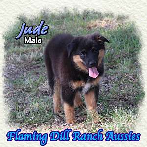Jude ~ Mini Black Tri Aussie Male