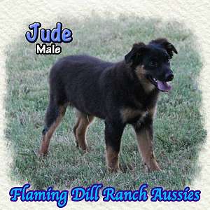 Jude ~ Mini Black Tri Aussie Male