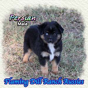 Persian ~ Mini Black Tri Aussie Male