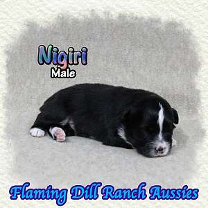 Nigiri ~ Toy Black Tri Aussie Male