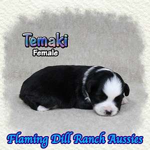 Temaki ~ Toy Black Tri Aussie Female
