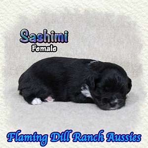 Sashimi ~ Toy Black Tri Aussie Female