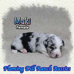 Maki ~ Toy Blue Merle Aussie Female