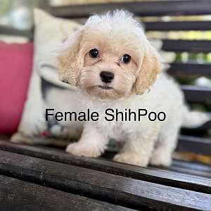 ShihPoo