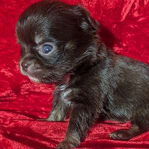 Reese LC Chihuahua