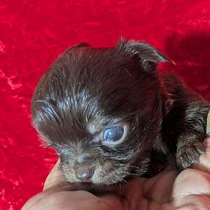 Twix Tiny LC Chihuahua Male