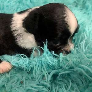 Black n White LC Apple Head Chihuahua Males