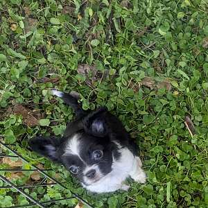 Black n White LC Apple Head Chihuahua Males