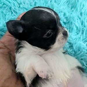Black n White Long Coat Small Chihuahua Puppies